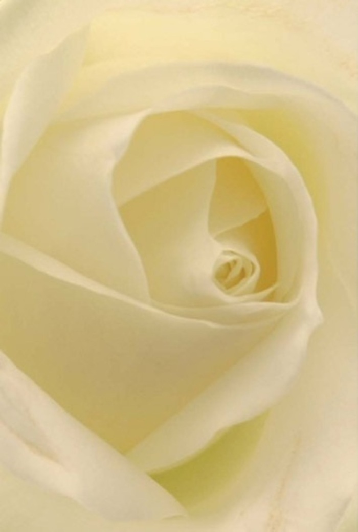 Peer closely at this classic white rose, cradled in the hands of a Blackheath florist, and you'll see a flawless interplay of layered petals-each edge softly blurred under the gentle, golden light you might find on a tranquil morning walk down Tranquil Vale. The bloom's palette moves between pure white and creamy blush, each shade smoothly blending and giving the impression of an inner luminosity as if the rose is softly illuminated from within. There is a serene grace and understated sophistication to the arrangement-a spiral perfection in the rose's heart, bordered by outer petals that seem to shimmer with their paper-thin translucence. This handcrafted flower could mark a milestone, a new beginning, or serve as a centrepiece for an elegant wedding near the open spaces of Blackheath Common. The mood is one of purity and resilience, carried on the delicate, clean fragrance that lingers in the air. Each subtle shadow and shift in colour is a quiet tribute to the skill of the local artisan, making every composition not just a bouquet, but a distinct expression of emotion tied to moments celebrated throughout the community.